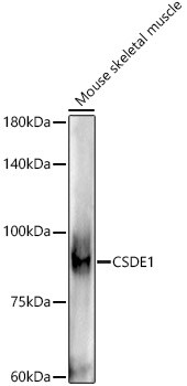 CSDE1 Antibody (1N9F6)