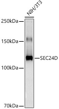 SEC24D Antibody (6F8S4)