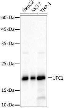 Ufc1 Antibody (8V0X7)
