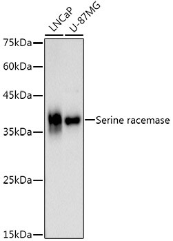 Serine racemase Antibody (0T6G3)
