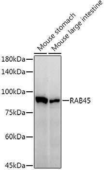 RASEF Antibody (7L8S8)