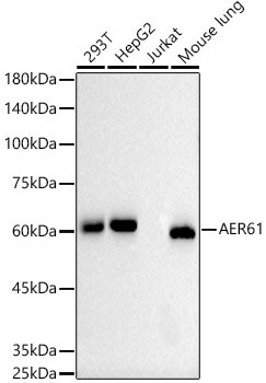 EOGT/AER61 Antibody (10A7W10)