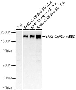 Spike Antibody (8H6J10)
