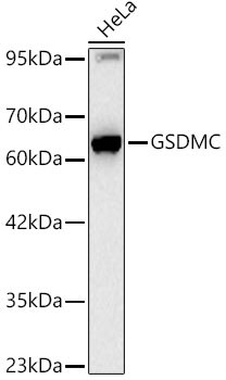 Gasdermin-C Antibody (1G8H5)