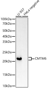CMTM6 Antibody (6K8M9)