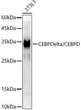 CEBP Delta Antibody (2O1A6)