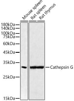 Cathepsin G Antibody (2S2U10)