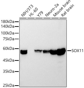 SOX11 Antibody (5K1J5)