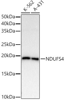 Ndufs4 Antibody (2J4W2)