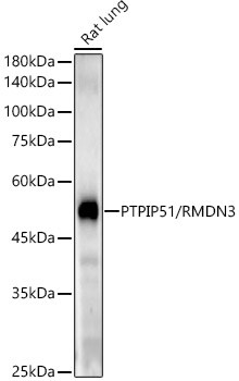 PTPIP51 Antibody (5H6A5)