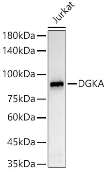 DGK-alpha Antibody (5T6O5)