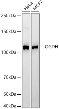 OGDH Antibody (4O7N7)