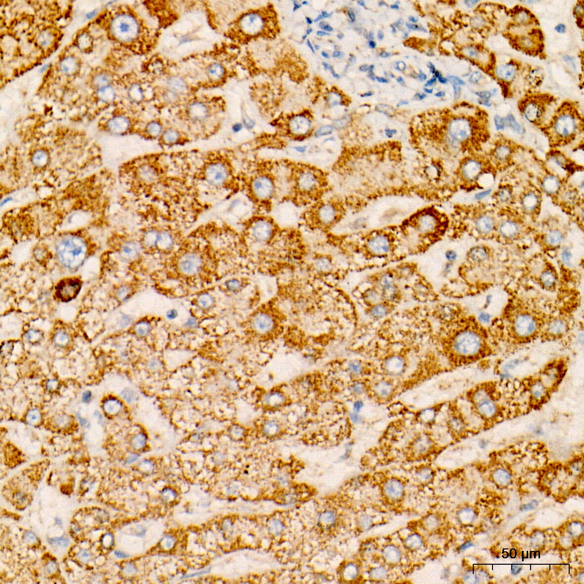 OGDH Antibody (4O7N7)