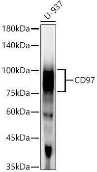 CD97 Antibody (3E5L8)