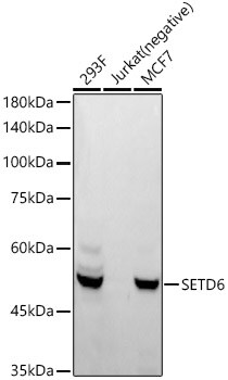 SETD6 Antibody (1Q1Z3)