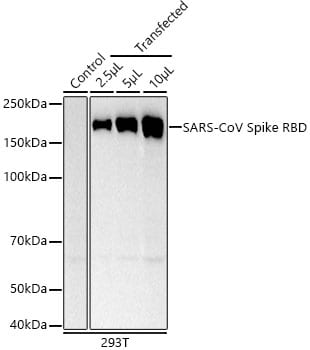 Spike RBD Antibody (0E9W9)