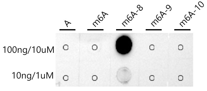 N6-methyladenosine (m6A) Antibody (7J1S3)