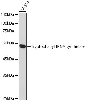 Tryptophanyl tRNA synthetase Antibody (1C6K8)