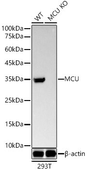 CCDC109A Antibody (5G2I5)