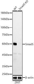 Smad5 Antibody (5W8T5)