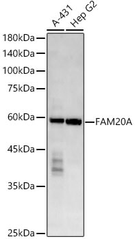 FAM20A Antibody (2I9B0)