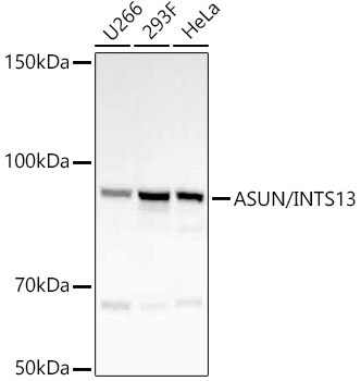 ASUN Antibody (8Q1D6)