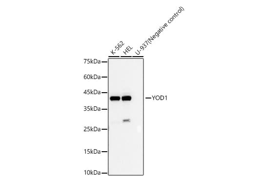YOD1 Antibody (4F9O2)