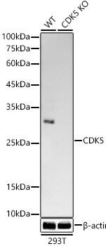 Cdk5 Antibody (6O8F8)