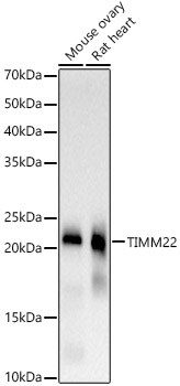 TIMM22 Antibody (2H2R3)