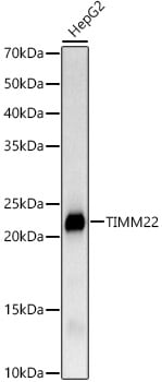 TIMM22 Antibody (2H2R3)