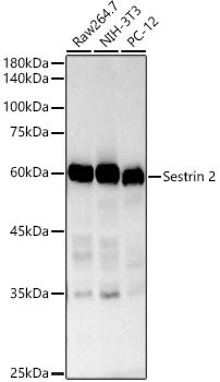 SESN2 Antibody (8I1W4)