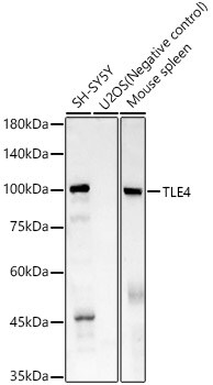 TLE4 Antibody (1D3V4)