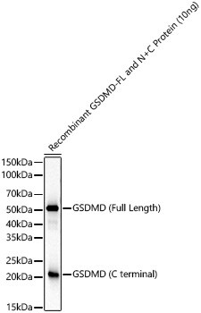 GSDMDC1 Antibody (8K8C6)