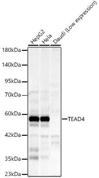 TEAD4 Antibody (8R0N1)