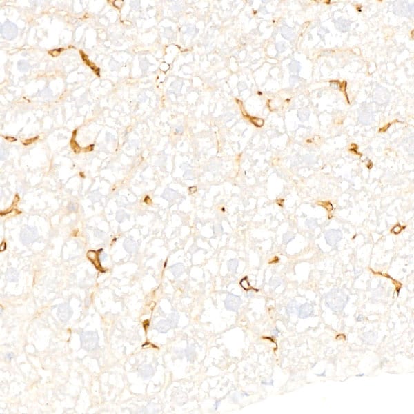 F4/80 Antibody (4J7L6)