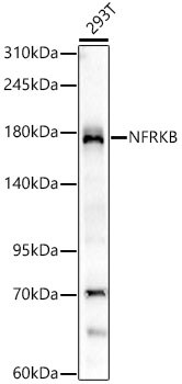 NFRKB Antibody (4N8H3)
