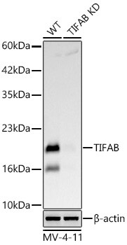 TIFAB Antibody (1R6B8)