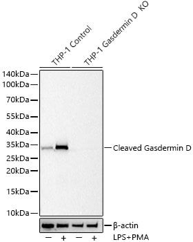 GSDMDC1 Antibody (3G1A6) - Cleaved, N-terminal