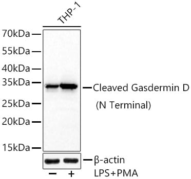 GSDMDC1 Antibody (3G1A6) - Cleaved, N-terminal