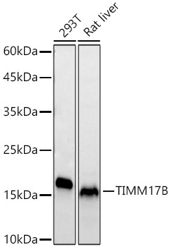 TIMM17B Antibody (7N3Z2)