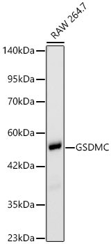 Gasdermin-C Antibody (4F7M4)