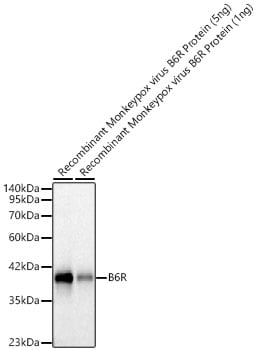 Monkeypox Virus B6R Antibody (6U0B7)