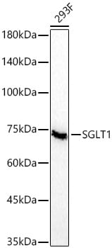 SGLT1/SLC5A1 Antibody (9P7J4)