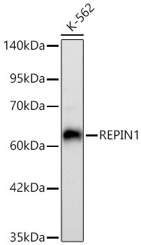 REPIN1 Antibody (2X2E9)