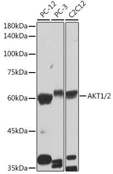 AKT1/2 Antibody (1G0K5)