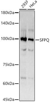 SFPQ Antibody (8Y5S6)
