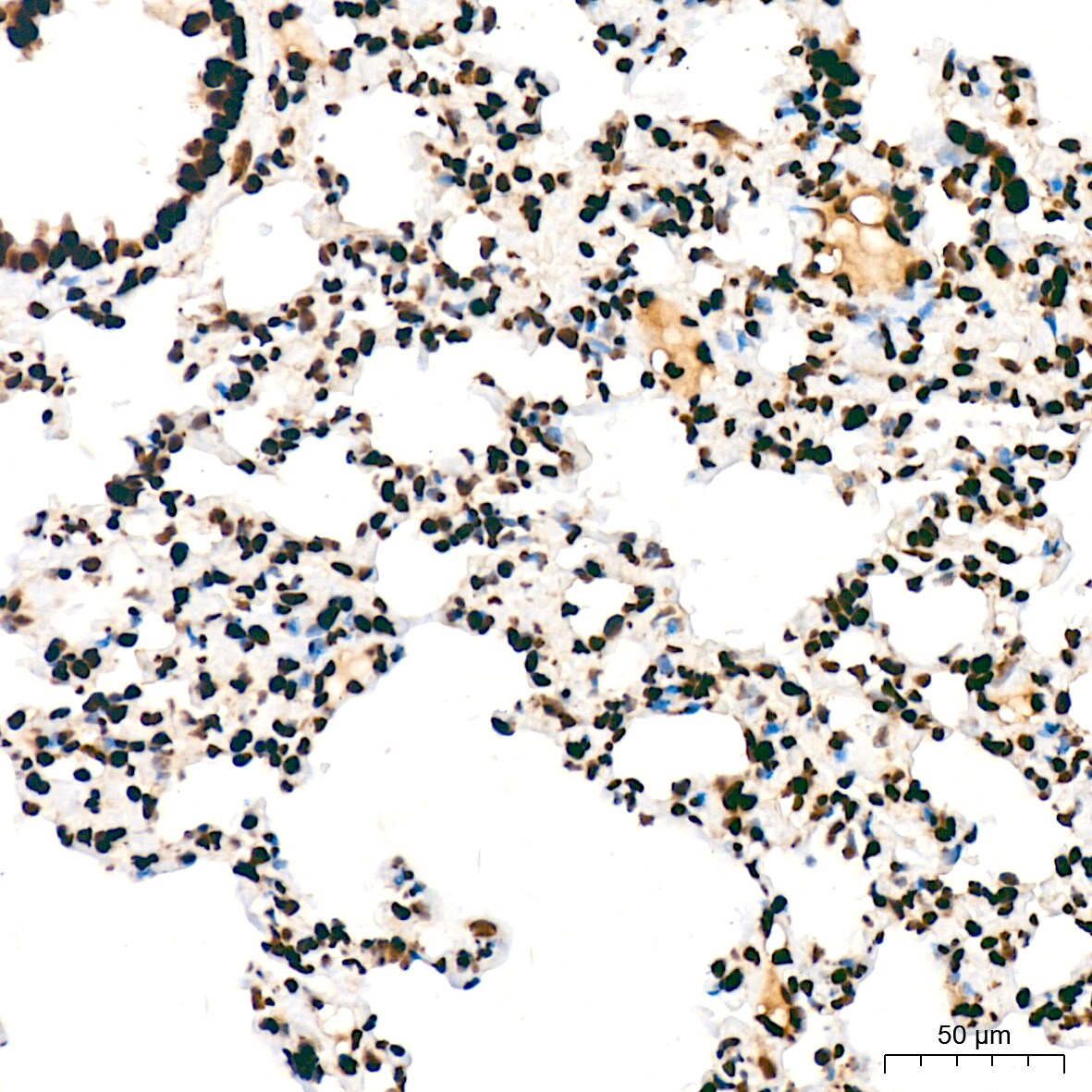 SFPQ Antibody (8Y5S6)