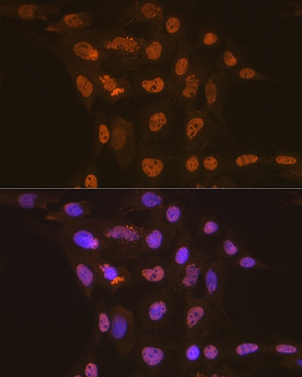 CDC16 Antibody (7Y1Y10)
