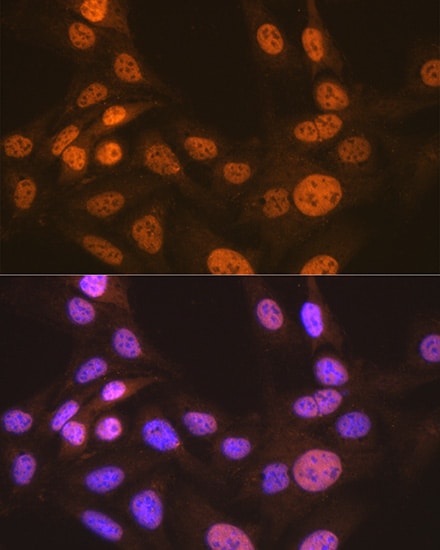 CDC16 Antibody (7Y1Y10)