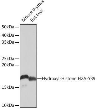 Histone H2AE [Hydroxy Tyr39] Antibody (2J2Q7)